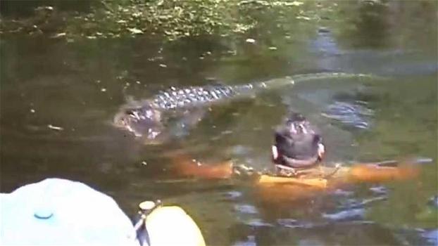 Un uomo coraggioso nuota nel fiume pieno di alligatori e dà loro da mangiare con le mani