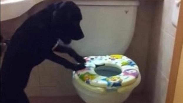 Il padrone riprende di nascosto il suo cane mentre è in bagno. Quello che fa poco dopo sorprende tutti!