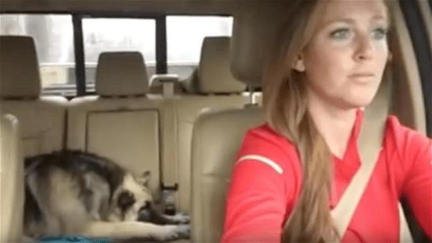 Un cane dorme sul sedile posteriore dell’auto. Ecco la sua reazione quando inizia la sua canzone preferita