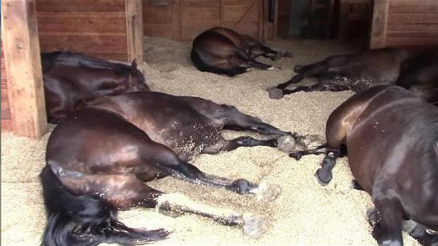 Alcuni cavalli dormono nella stalla. Ecco cosa succede quando la donna inizia a riprenderli