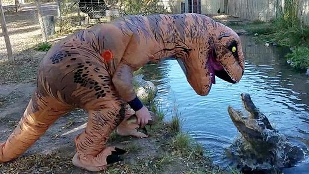 Un uomo indossa un costume da T-Rex per prendere in giro un enorme alligatore