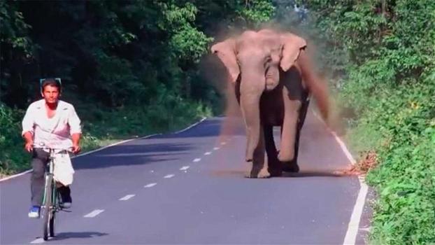 Un elefante insegue un ciclista. Quello che accade poco dopo è davvero sorprendente!