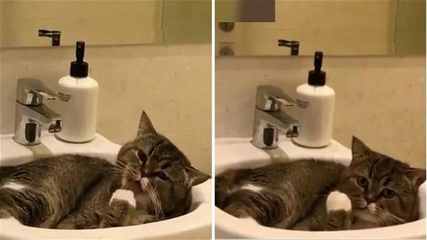 Entra in bagno e trova il suo gatto nel lavandino. La reazione del felino è esilarante!