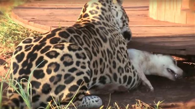 Quando il giaguaro cattura il cane, tutti temono il peggio. Quello che succede dopo, però, li stupisce!