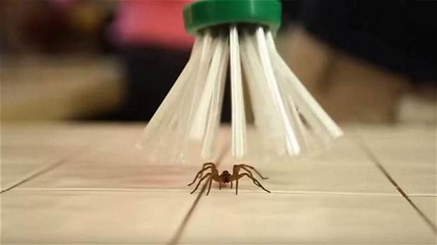 Ecco un modo efficace per catturare i ragni e sbarazzarsene senza ucciderli