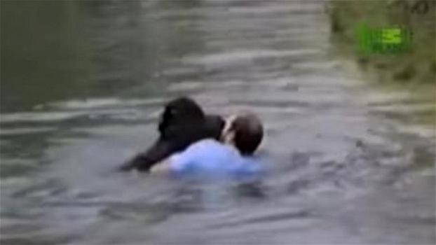 Un uomo coraggioso entra nell’area proibita dello zoo per salvare uno scimpanzé che stava annegando