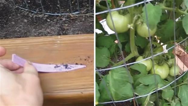 Come aumentare la produzione di pomodori in giardino. Ecco alcune semplici regole da seguire