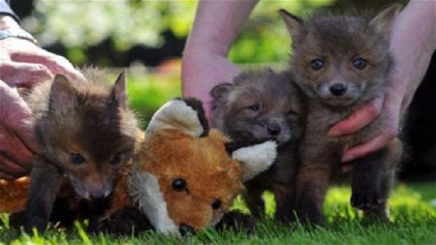 Abbandonati cinque cuccioli di volpe in un cassonetto