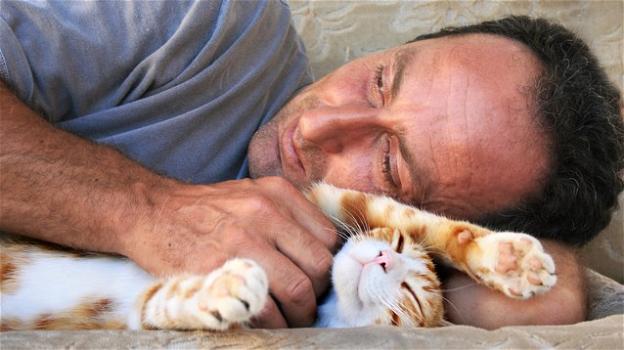 Secondo uno studio, il miglior amico dell’uomo è il gatto