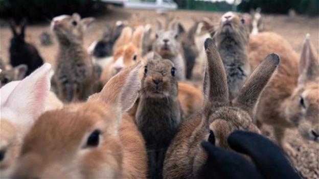 Giappone: paradiso dei conigli nell’ex fabbrica di morte