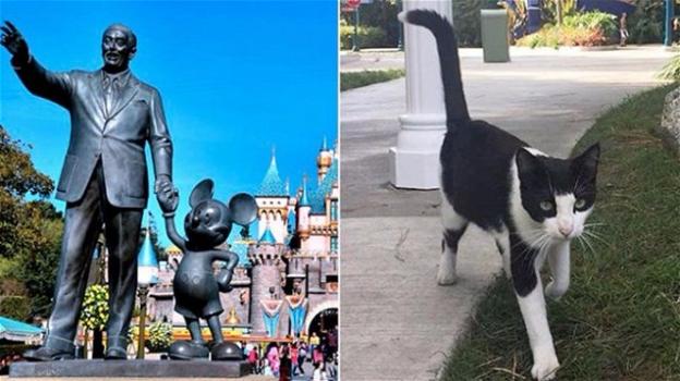 Disneyland casa di Topolino? No, ci sono duecento gatti randagi