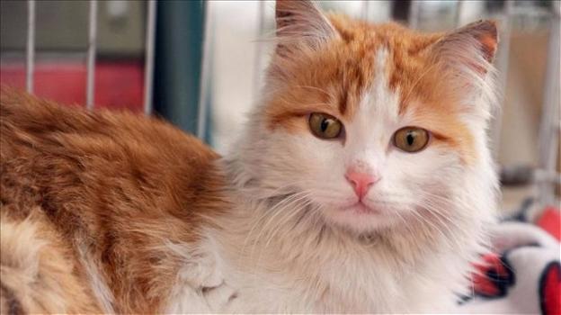 Un gatto siriano miracolato ha trovato la sua casa ad Istanbul
