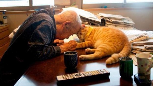 Gatto riporta il sorriso nella vita di un 94enne giapponese