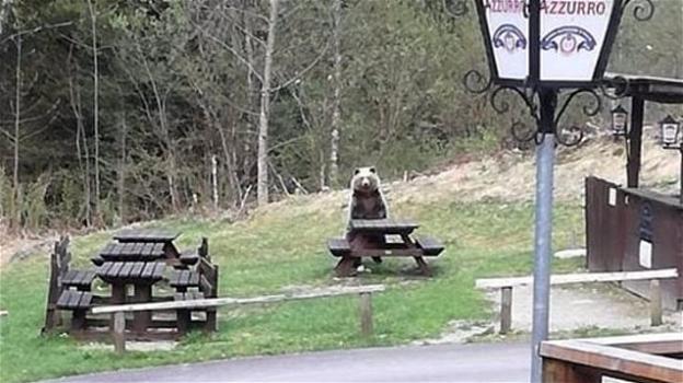 Un orso va a fare un picnic nei pressi di un bar ristorante