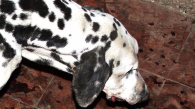 Un signore lascia morire il suo cane per ustioni: è stato denunciato