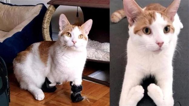 Gatto con una malformazione ha ora due protesi