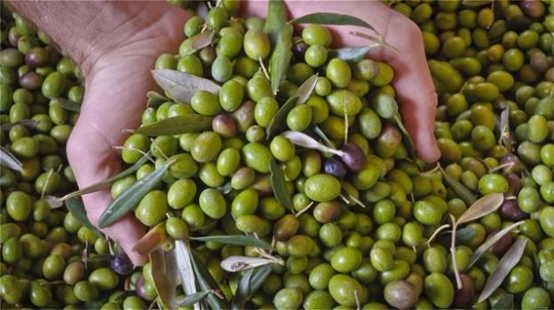 Olive: tutti i benefici e le loro proprietà