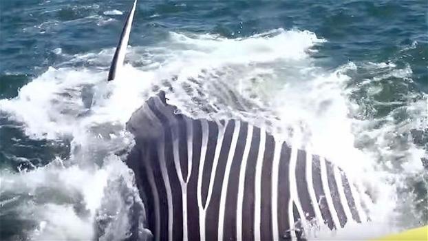 Turisti su un’imbarcazione si girano appena in tempo per riprendere una balena gigante