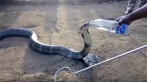 Un cobra gigante è assetato. Ecco il momento in cui beve da una bottiglia