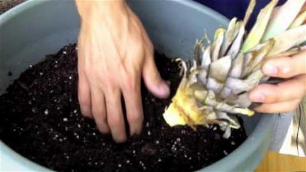 Come far crescere la pianta di un ananas utilizzando solo il ciuffo del frutto