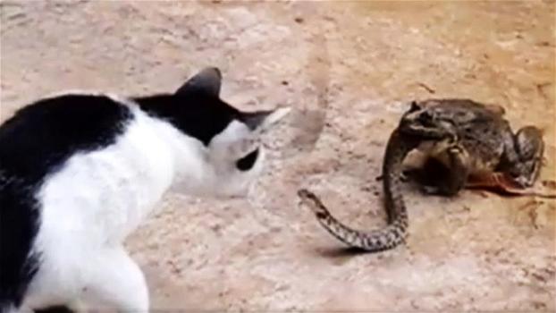 Un filmato bizzarro mostra la lite fra un gatto ed un serpente che viene mangiato da una rana