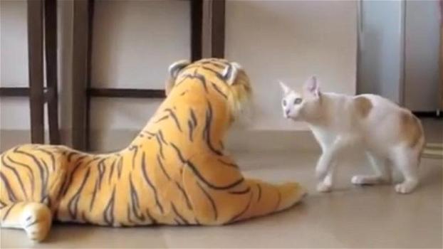 Un gatto pensa di avere di fronte una tigre. La sua reazione è esilarante!
