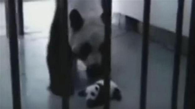 Un panda vede il suo cucciolo per la prima volta. La sua reazione vi emozionerà!