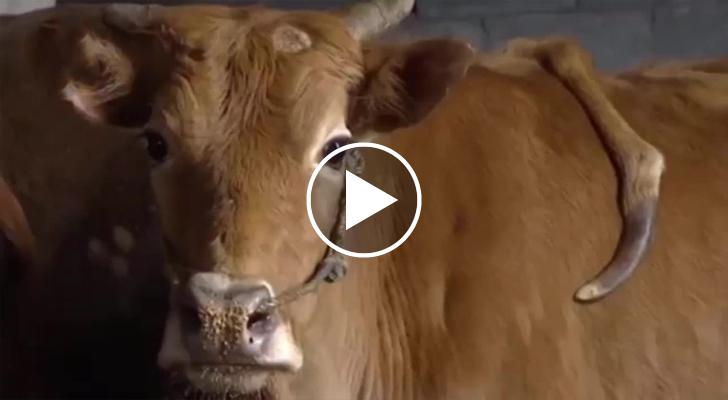 Come Si Chiama Il Maschio Della Mucca