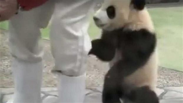 Un cucciolo di panda si nasconde dietro l’uomo. Quando si gira tutti scoppiano a ridere
