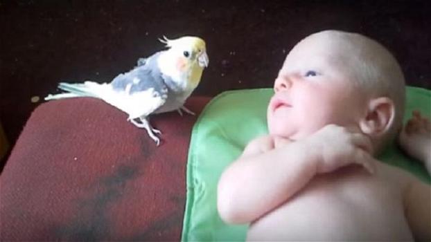 Il pappagallino si avvicina al neonato. Quello che fa per lui è sorprendente