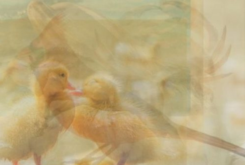 Il primo animale che vedi ti dirà qualcosa su chi sei realmente