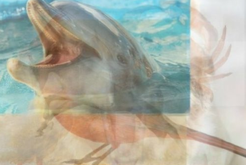 Il primo animale che vedi ti dirà qualcosa su chi sei realmente