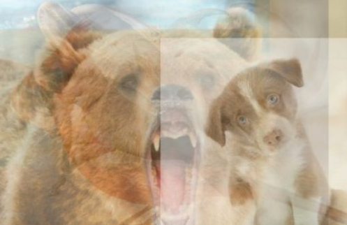 Il primo animale che vedi ti dirà qualcosa su chi sei realmente