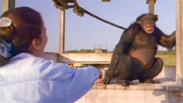 Teme che lo scimpanzé non la riconosca dopo 18 anni. La reazione dell’animale è del tutto inaspettata