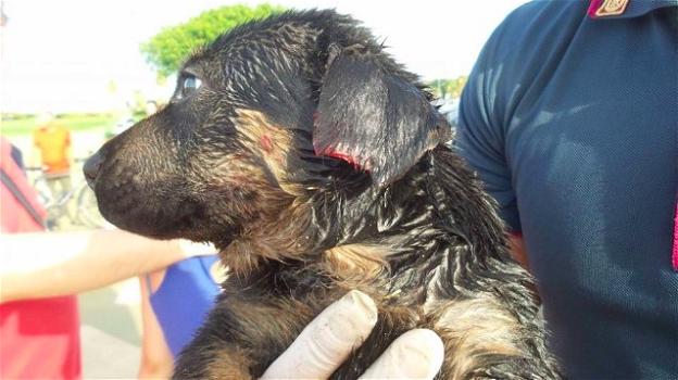 Palermo, il padrone prende a morsi il suo cane: ora è al sicuro