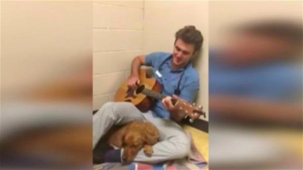 Cane agitato in ospedale, veterinario suona una serenata per calmarlo