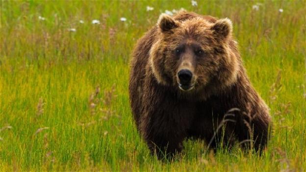 Canada, vacanze gratis a cacciatori d’orsi che rinunciano alle armi