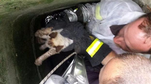 Gatto cade in una tubatura di dieci metri: i pompieri lo salvano