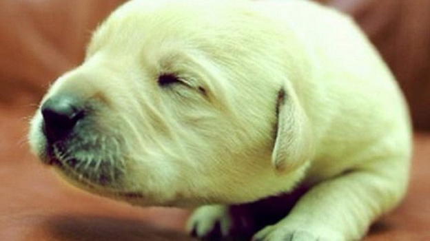 In Inghilterra è nato un cucciolo di Labrador verde