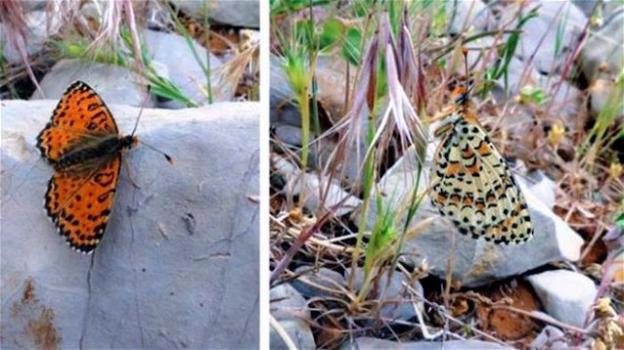 Nuova specie di farfalla scoperta in Israele