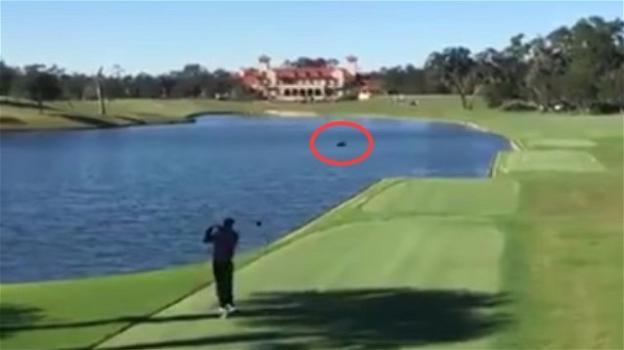 Un golfista tira la pallina e tristemente abbatte un’anatra in volo