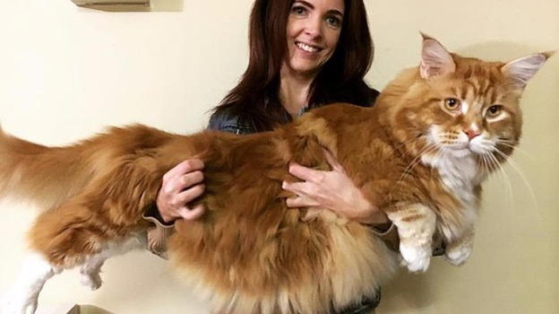 Ecco Omar, il gatto australiano lungo 1 metro e 20 e pesante 14 chili