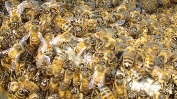 Sciame di api cerca casa nel centro di Modena