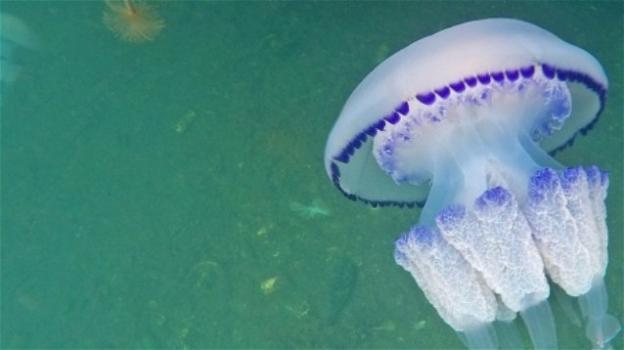 Invasione di meduse nel Golfo di Trieste