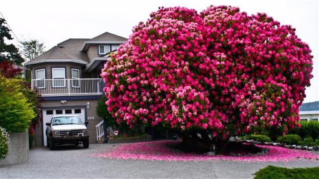 Un "albero" di rododendro diventa l’attrazione principale della città