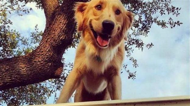 USA, tutti pazzi per Huckleberry: il cane che vive sul tetto