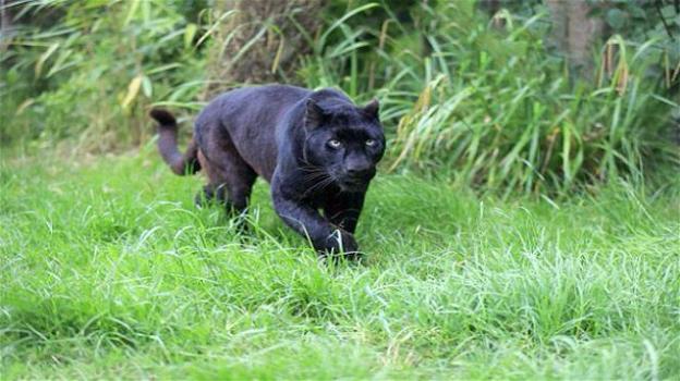 Avvistato grosso puma nero nelle campagne del Pisticcese