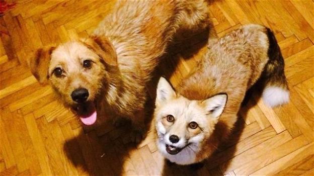 La volpe Juniper trova in un cane il suo amico del cuore