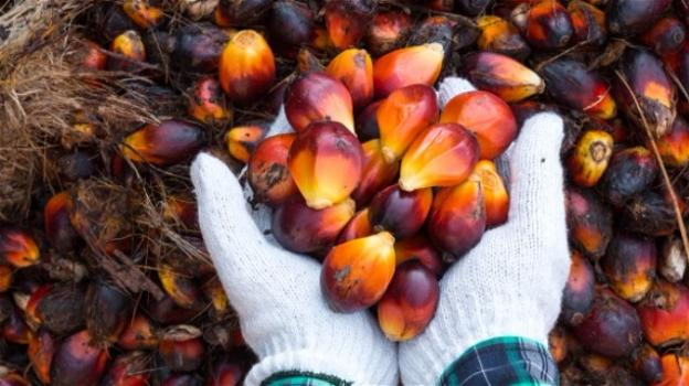La coltivazione della palma da olio danneggia gravemente l’ambiente