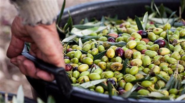 Allarme olio d’oliva: il prezzo schizzerà alle stelle